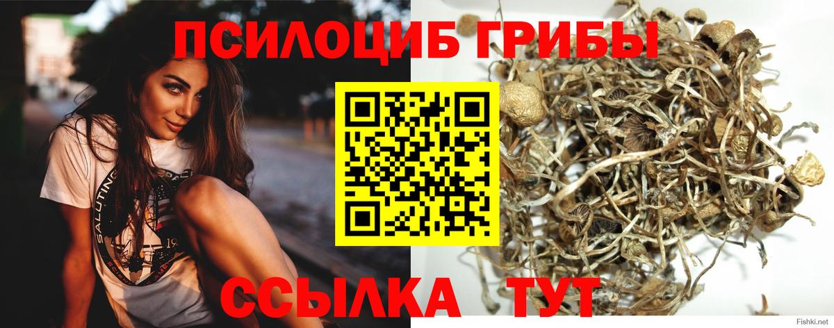 Ливны  Псилоцибиновые грибы Cubensis  Вход с VPN 